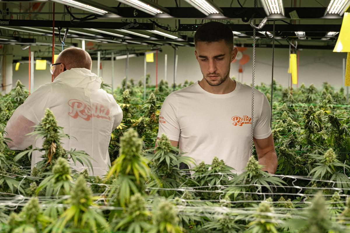 Premium THC-A Genetics, Delivered Legally