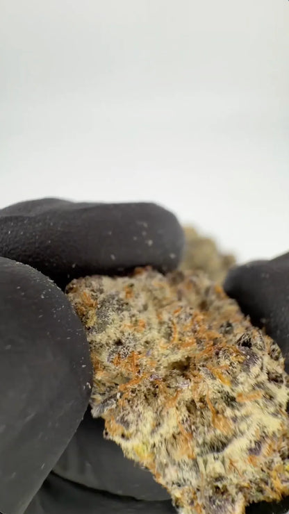 Biscotti Mintz 31% THCA