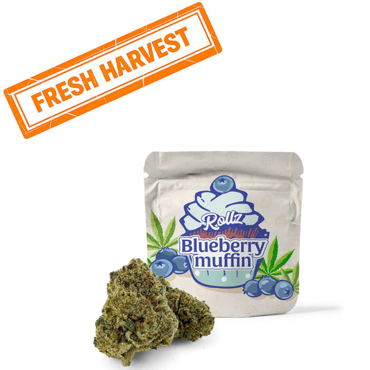 Blueberry Muffin THCA Blume