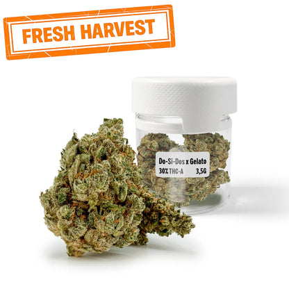 ROLLZ Do-Si-Dos x Gelato THCA flower 30% THC-A in 3.5g product jar Fresh Hervest